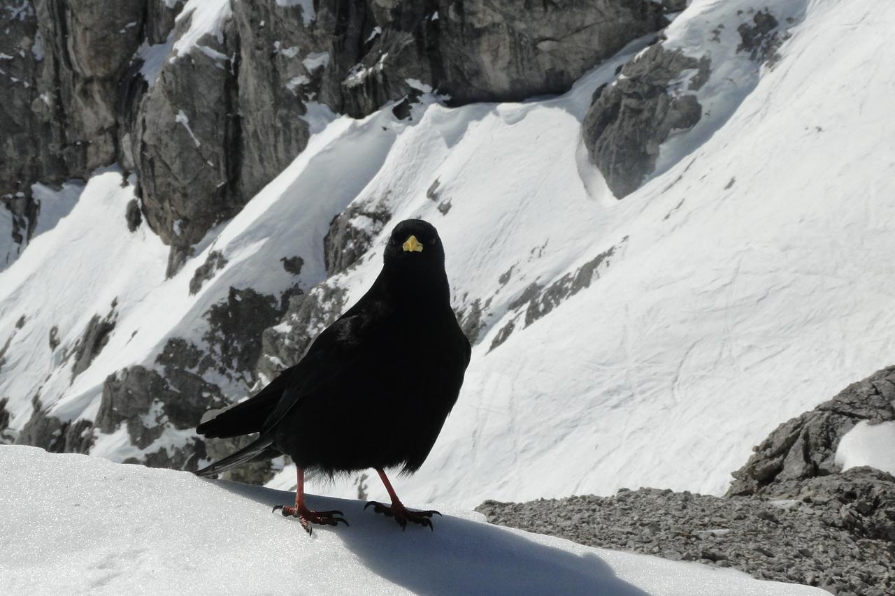 Lodge Am Krippenstein Obertraun Eksteriør billede